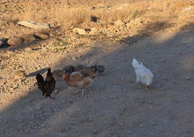 Keklik Yavrularına Annelik Yapan Tavuk Görenleri Şaşırtıyor