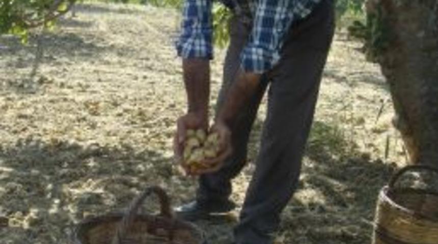 İncir &Uuml;reticisi Fiyattan Memnun