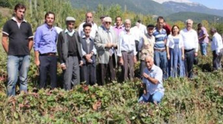 Bursa Organik Tarımda S&ouml;z Sahibi Olacak