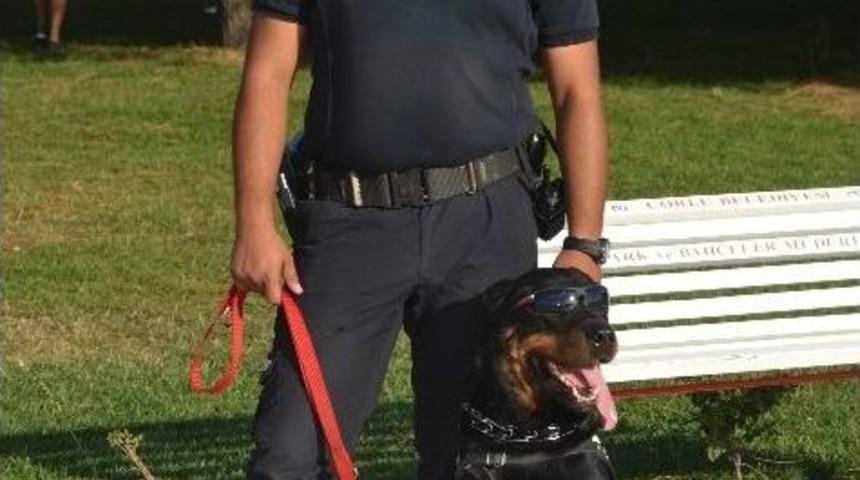 G&ouml;zl&uuml;kl&uuml; Polis K&ouml;peği 'şimon' İlgi Odağı Oldu