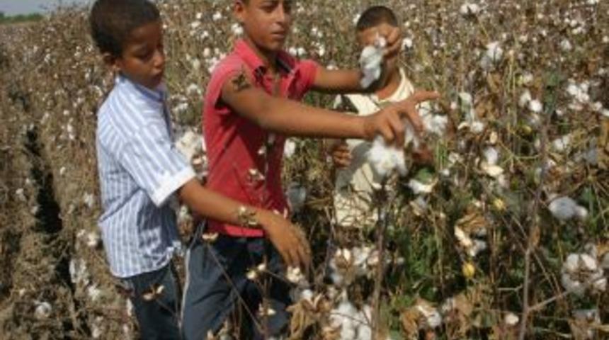 Ders Zili Çaldı, Onlar Tarlada Pamuk Topluyor