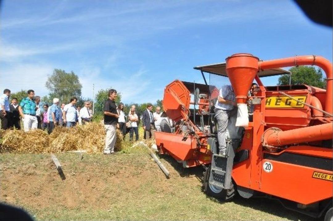 Fasulye Hasat Tarla G&uuml;n&uuml;