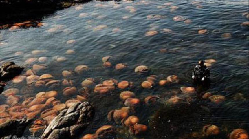 Denizcilerin dev kabusu!