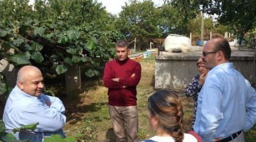 Abana Kivi&rsquo;nin Cazibe Merkezi Oldu