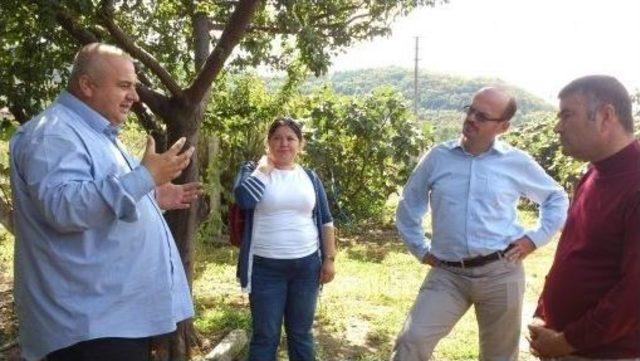 Abana Kivi&rsquo;nin Cazibe Merkezi Oldu 1