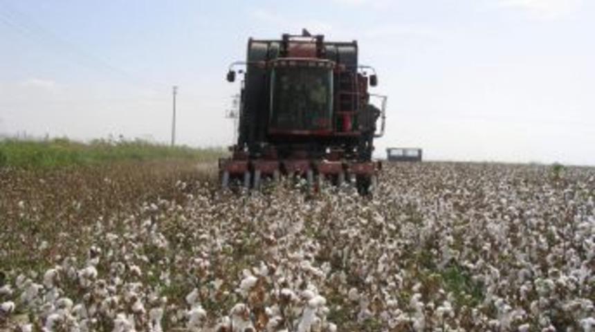 Pamukta Elle Hasat D&ouml;nemi Bitti