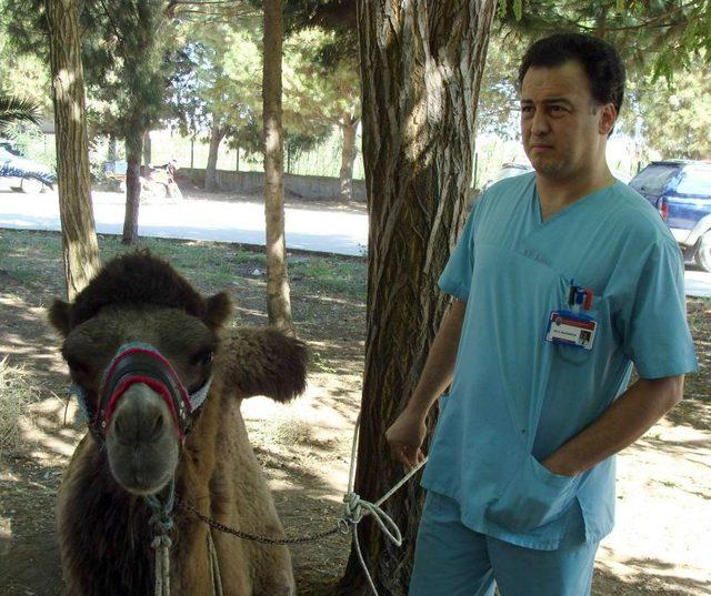 Develerin Sağlığı AD&Uuml; ye Emanet 1