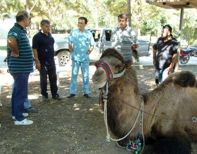 Develerin Sağlığı AD&Uuml; ye Emanet 2