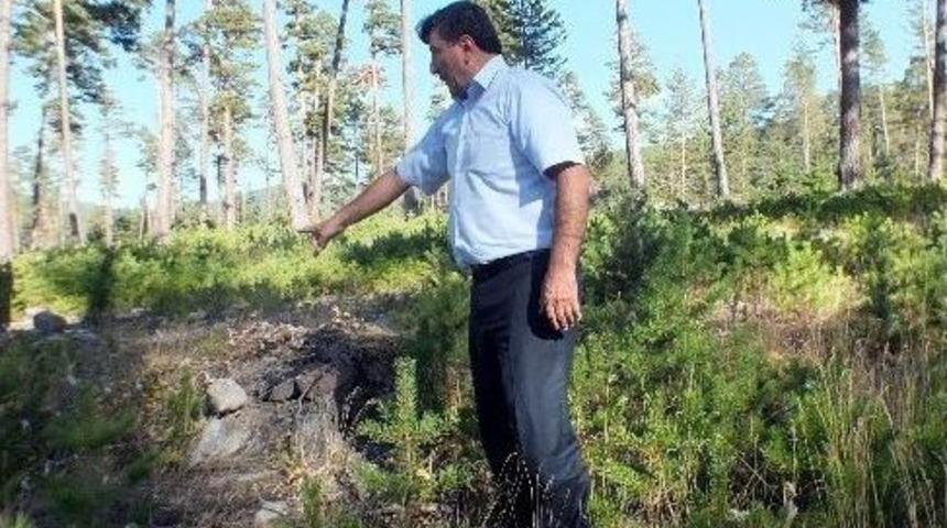 Koyulhisar Orman İşletme M&uuml;d&uuml;rl&uuml;ğ&uuml; &Ccedil;alışmalara Devam Ediyor