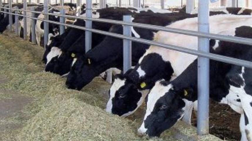 Uzunırmak; &ldquo;hayvanları Şaptan &Ouml;len K&ouml;yl&uuml;lerin Borcu Affedilsin&rdquo;