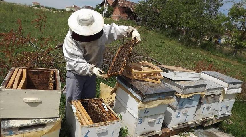 Kavak'ta Arı Kovanlarında Sonbahar Bakımı