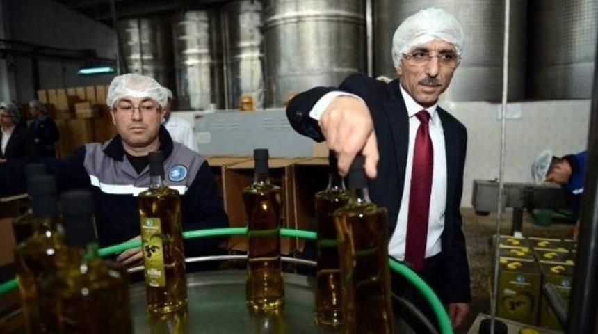 Zeytin Rekolte Beyanları 23 Eyl&uuml;l'de Alınmaya Başlanacak