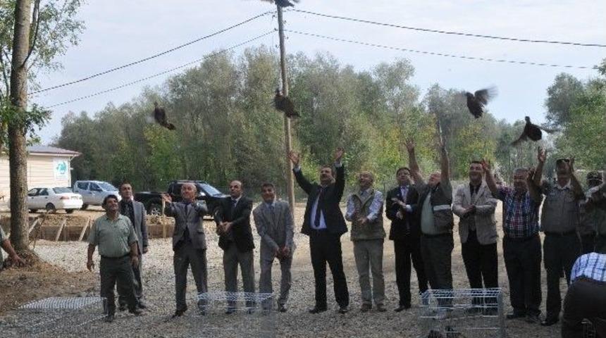 D&uuml;zce&rsquo;de Doğal Ortama Bin 500 S&uuml;l&uuml;n Salındı