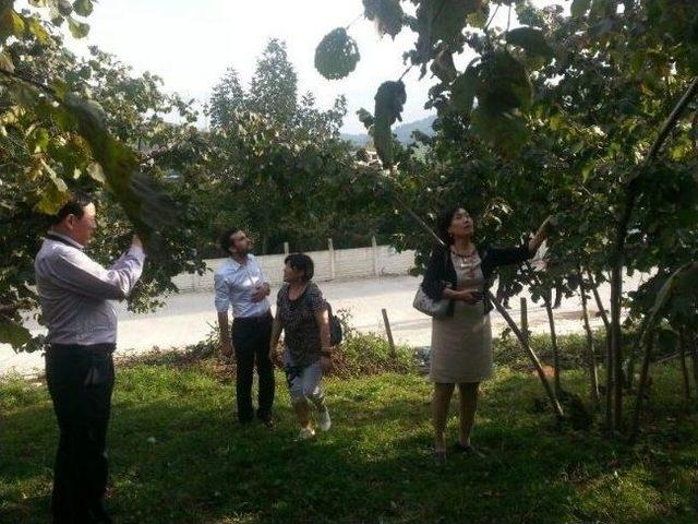 &Ccedil;inliler &Ccedil;ikolatasına Fındık Katacak 1