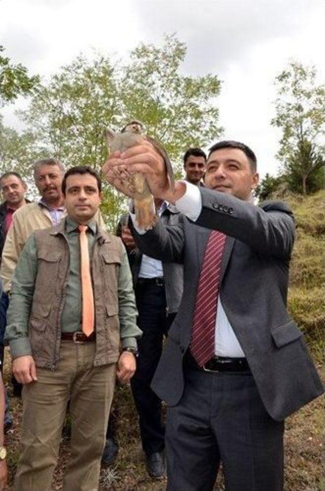 Kastamonu&rsquo;da 1000 Adet Keklik Doğayla Buluştu 2