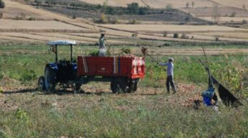 Soğan &Uuml;reticileri Fiyatların D&uuml;ş&uuml;k Olmasından Şikayet&ccedil;i