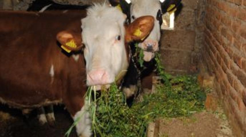 Manavgat'ta Hayvan Kaydında Artış