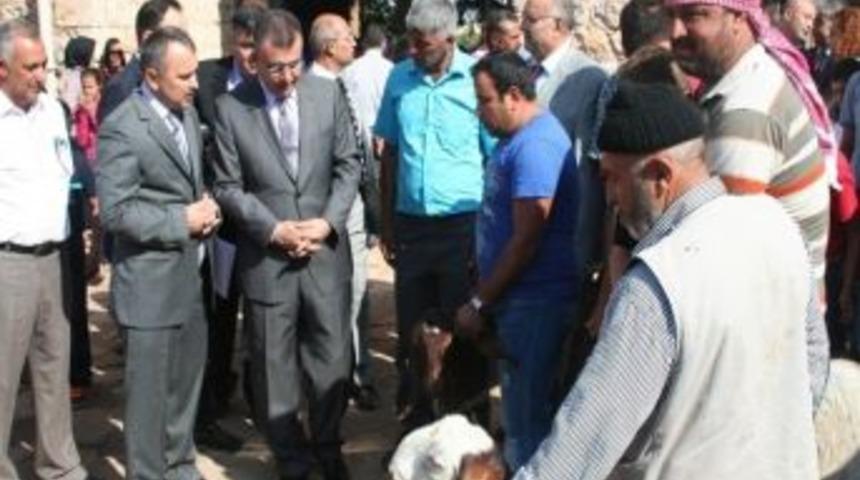 Reyhanlı'da 23 Aileye 200 Adet Şam Ke&ccedil;isi Dağıtıldı