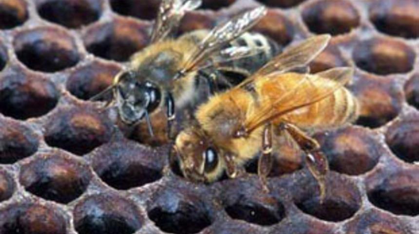 Tuvaletten piton &ccedil;ıktı!