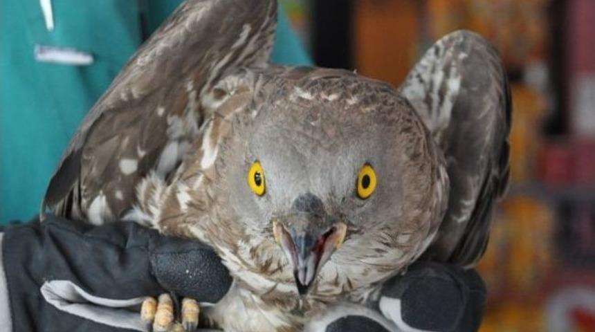 İki Kartal Ve Bir Leylek Doğaya Bırakılacak