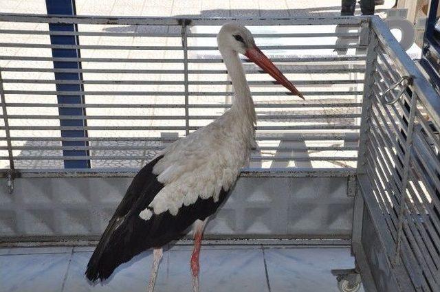 İki Kartal Ve Bir Leylek Doğaya Bırakılacak 1