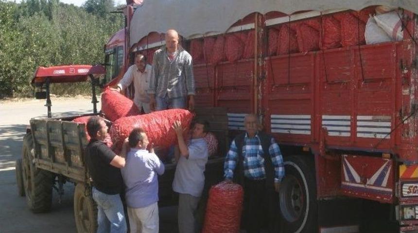 &Ouml;demiş'in Meşhur Barbunyası Y&uuml;z G&uuml;ld&uuml;r&uuml;yor