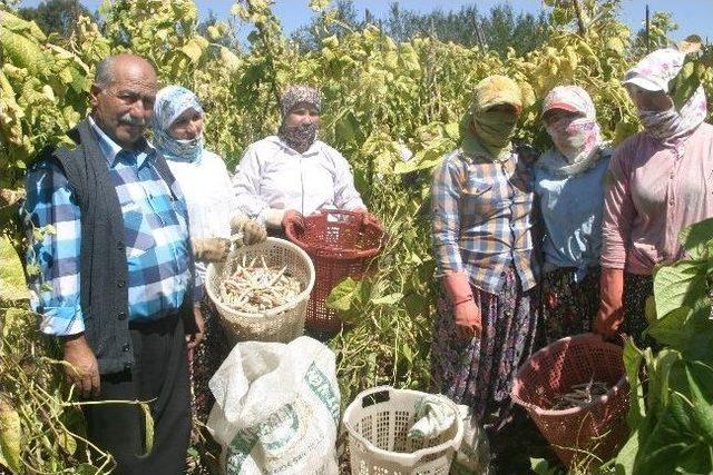 Ödemiş'in Meşhur Barbunyası Yüz Güldürüyor