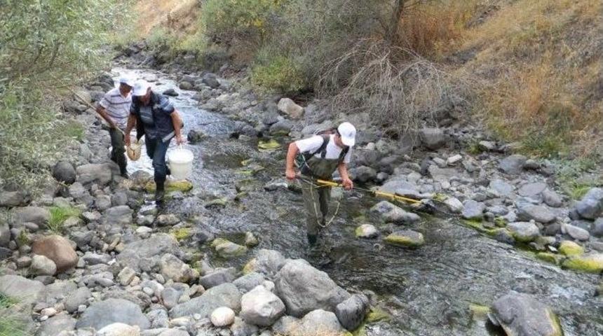 Dereler Kırmızı Benekli Alabalıkla Dolacak