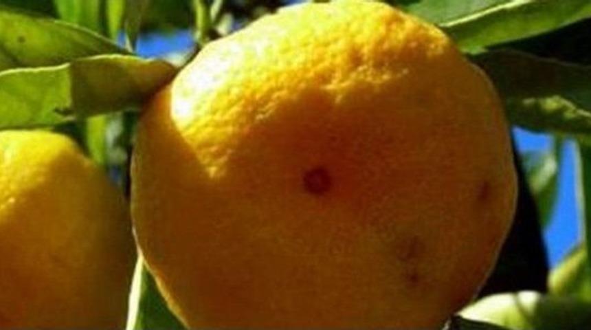 Turun&ccedil;gilde Akdeniz Meyve Sineği M&uuml;cadelesi Başladı