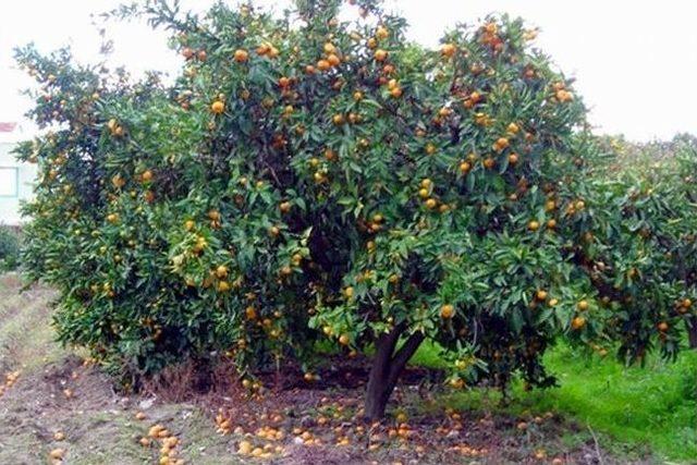 Turunçgilde Akdeniz Meyve Sineği Mücadelesi Başladı