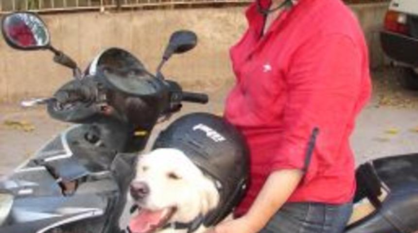 K&ouml;pek, Sahibiyle Motosiklete Binip Işe Gidiyor