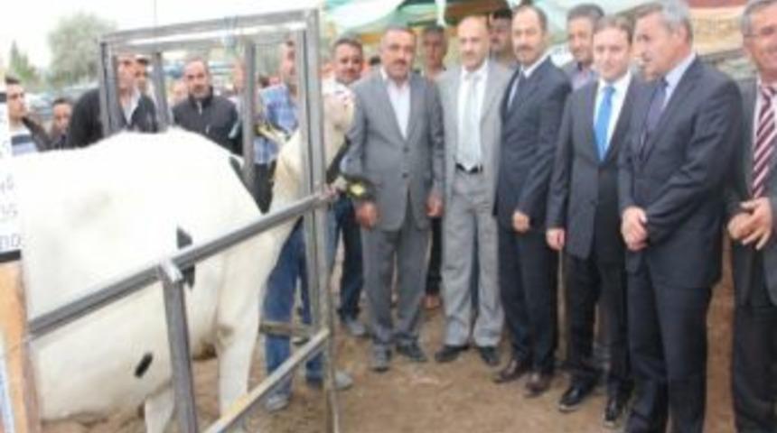 Karaca&ouml;ren&rsquo;de 50 Aileye Gebe D&uuml;ve Dağıtıldı