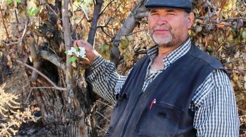 Armut Ağacının İbretlik Yaşam M&uuml;cadelesi