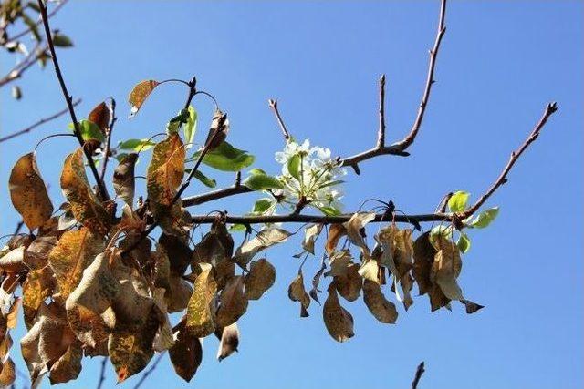 Armut Ağacının İbretlik Yaşam Mücadelesi