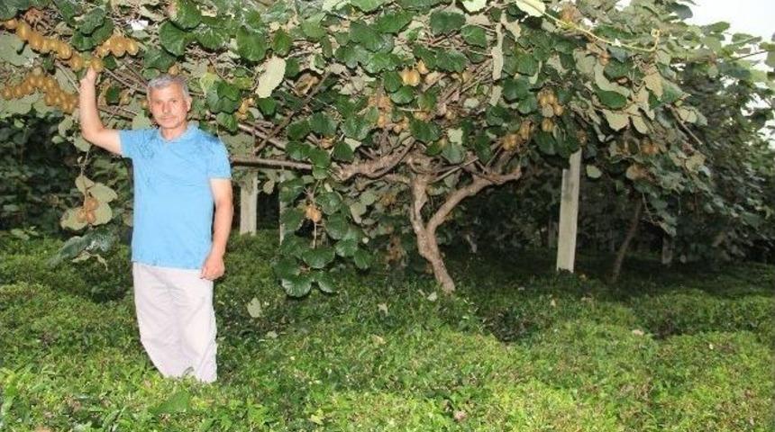 Giresun&rsquo;da Fındık Hasadının Ardından Kivi Hasadı İ&ccedil;in Hazırlıklar Başladı