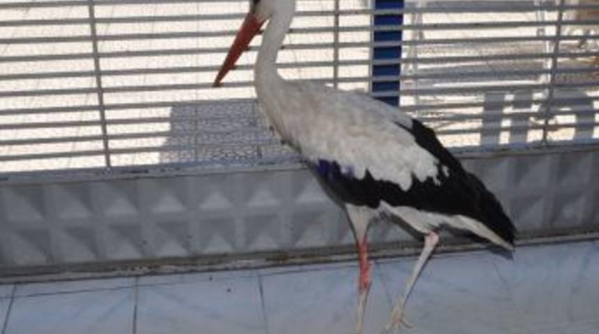 Kanadı Kırık Leylek 1 Aylık Tedaviyle Iyileşti