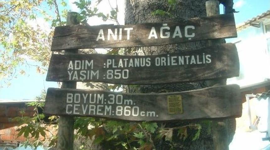 Edremit&rsquo;te Anıt &Ccedil;ınar Ağacı İlgi Bekliyor