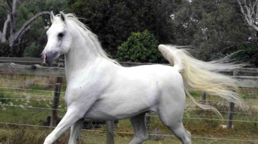 Ata tecavüz eden sapığın savunması şoke etti: Bana göz kırpmıştı