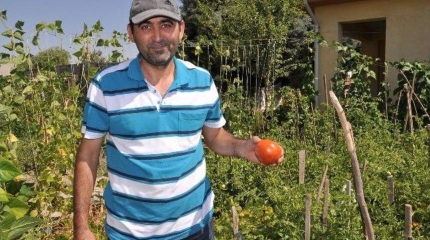 Hobi Bah&ccedil;eleri Doğal Tarımın Adresi Oldu