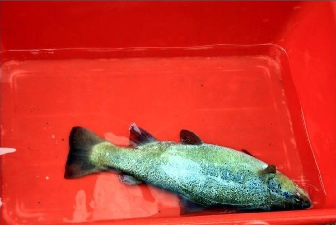 T&uuml;rkiye'nin 4 Bir Yanında Derelerden Toplanan Ana&ccedil; Alabalıklar Ma&ccedil;ka'da Hayat Bulacak