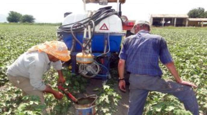 Hayvansal Sıvı G&uuml;brenin Pamukta Verimi Artırdığı Tespit Edildi