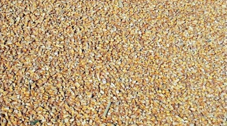 Salihli'de Mısır &Uuml;reticisinin Y&uuml;z&uuml; G&uuml;l&uuml;yor