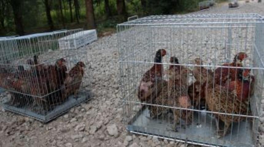 D&uuml;zce&rsquo;de Bin 500 S&uuml;l&uuml;n Doğaya Salındı