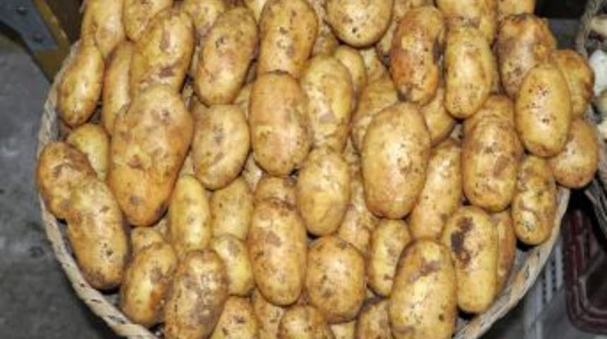 Amasya&rsquo;da Organik Beyaz Patatesin Ilk Hasadı Yapıldı