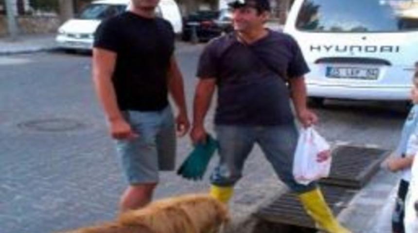 Anne K&ouml;pek Dakikalarca Yavrusunun Kurtarılmasını Bekledi