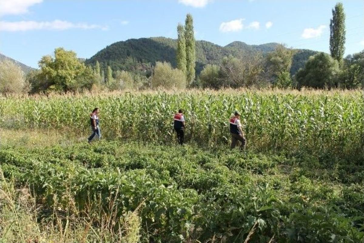 Fethiye&rsquo;de kiraladığı evin bah&ccedil;esini uyuşturucu tarlası yaptı