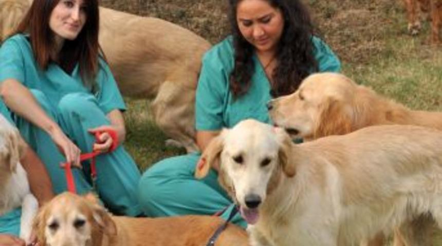 Doğum G&uuml;n&uuml; Veya Karne Hediyesi Diye Alınan K&ouml;pekler, Sokağa Atılıyor