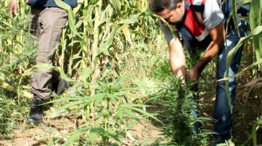 Mısır Tarlasında 11 Bin 200 K&ouml;k Hint Keneviri Ele Ge&ccedil;irildi