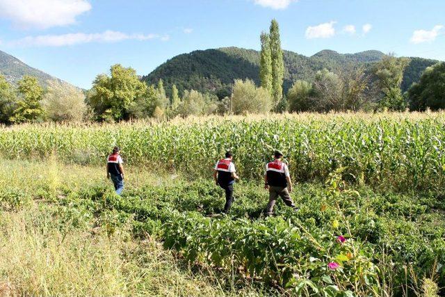 Mısır Tarlasında 11 Bin 200 Kök Hint Keneviri Ele Geçirildi 1
