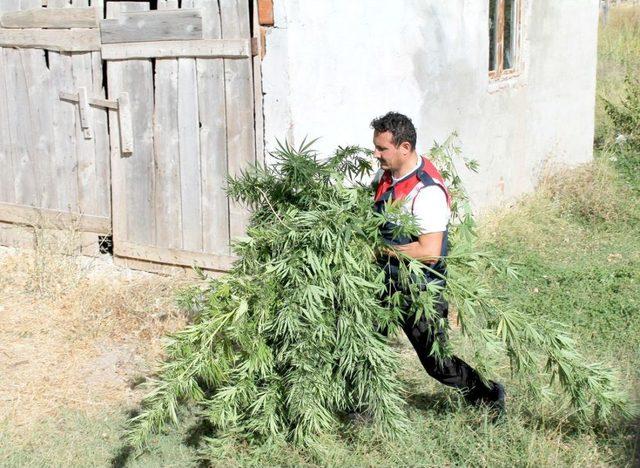 Mısır Tarlasında 11 Bin 200 Kök Hint Keneviri Ele Geçirildi 2